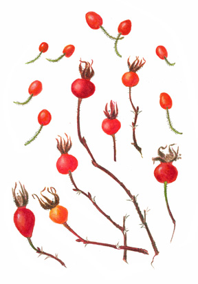 Rose hips Watercolor with Rosa nutkana, R. gymnocarpa
